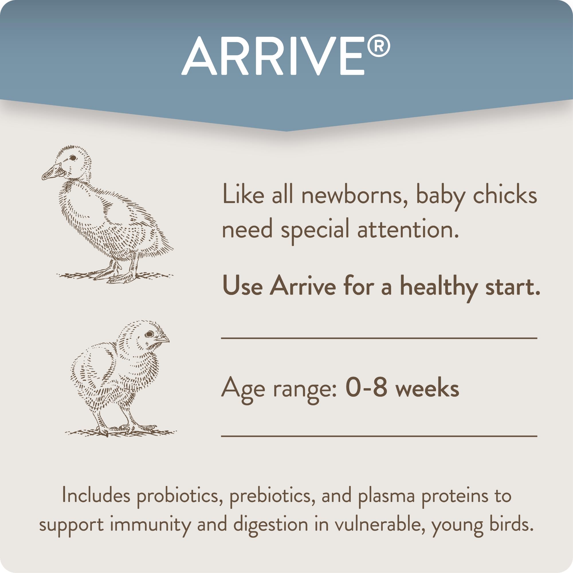 Chicks with Arrive show balanced gut microbiome for better growth and resilience.