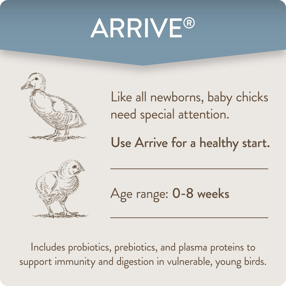 Chicks with Arrive show balanced gut microbiome for better growth and resilience.