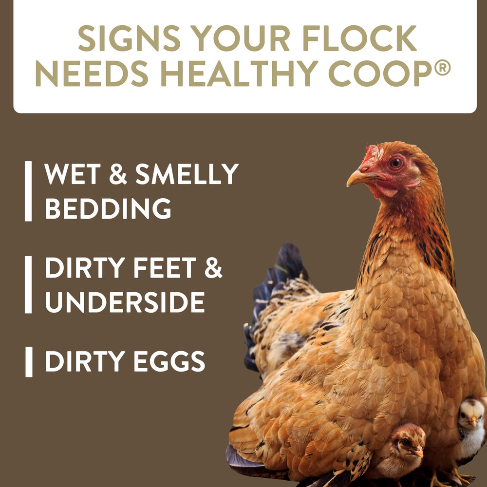 Dispensing Healthy Coop near nesting boxes to refresh bedding and reduce wet spots.