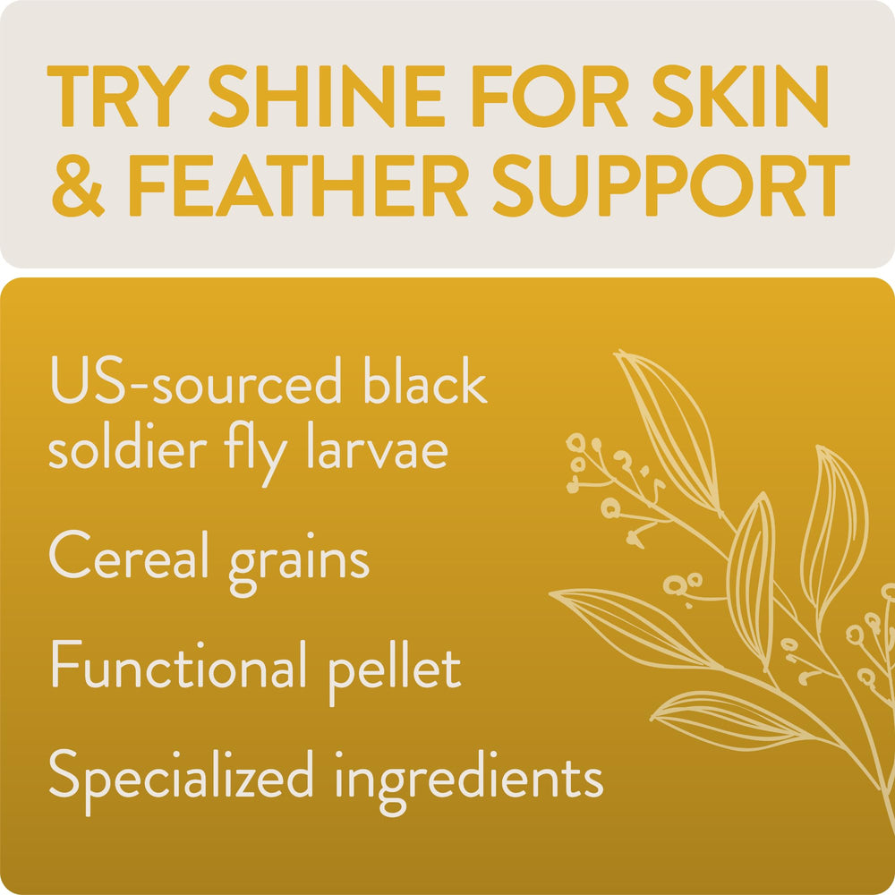 Illustration of black soldier fly larvae as Shine protein source for feathers.