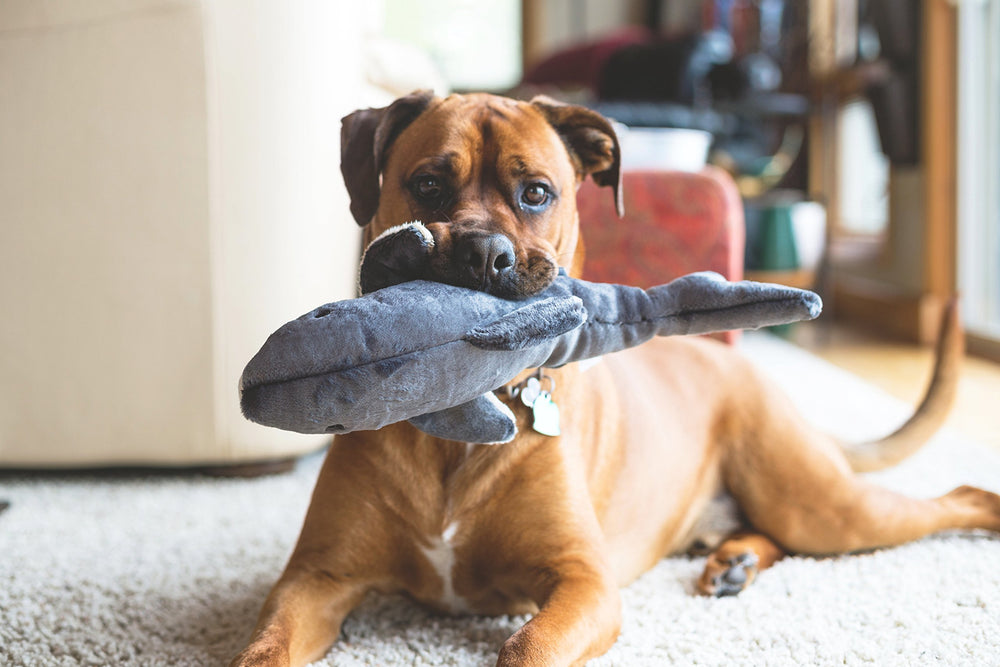 Fluff & Tuff Mac the Shark teeth detail emphasizes plush safety for dogs.