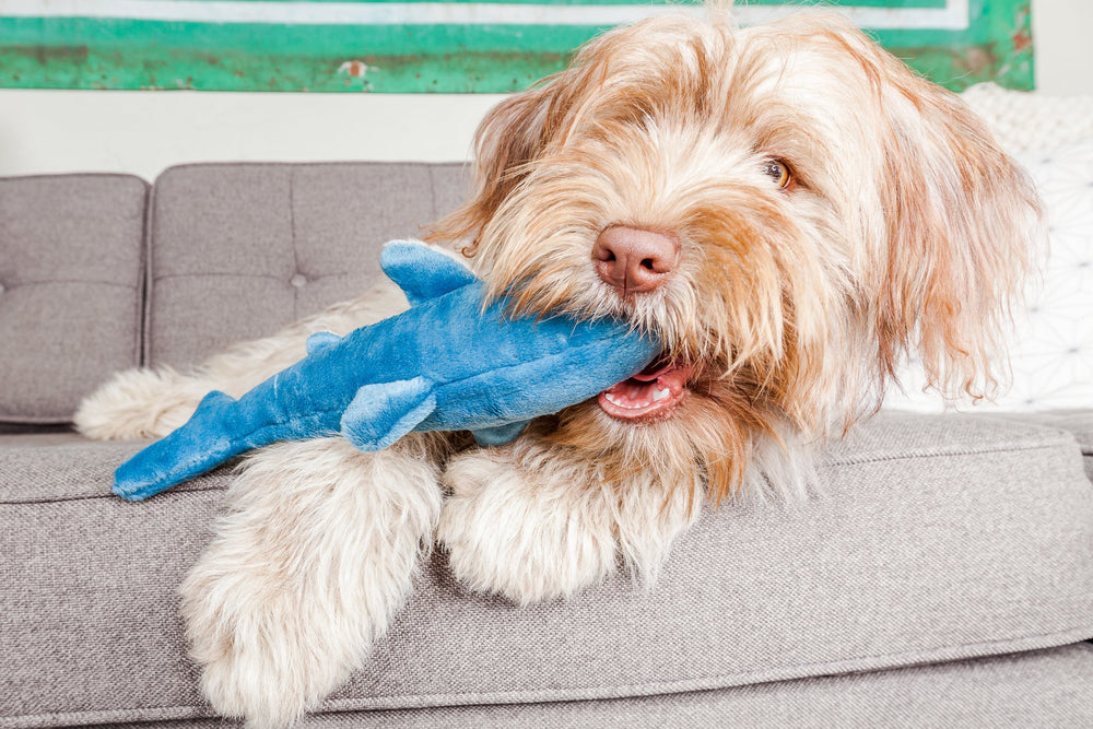 Fluff & Tuff Tank the Shark toy squeaker closeup, engaging sound during interactive play.