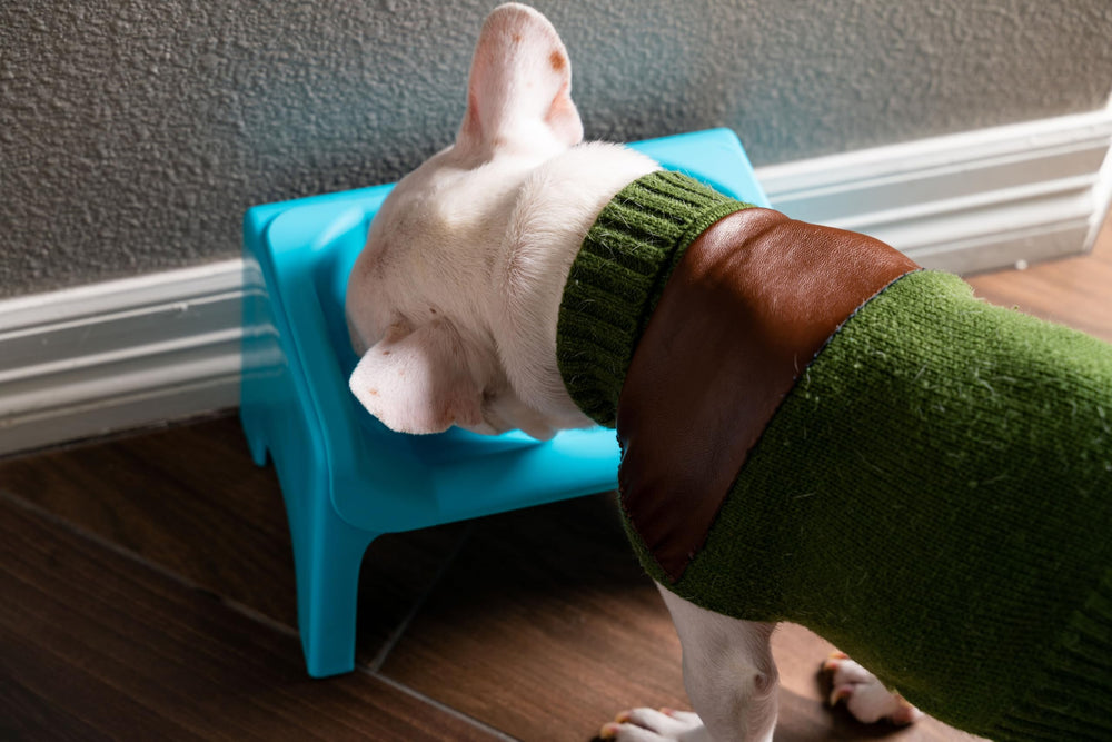 Fluff Trough dishwasher-safe stand and bowl for easy cleanup after meals