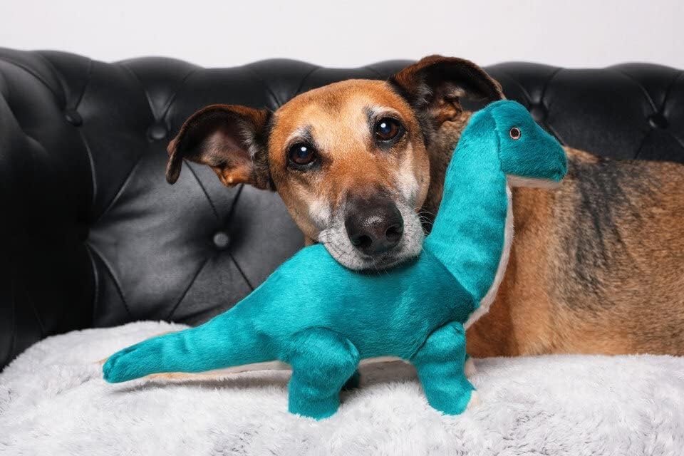 14-inch length supports medium-sized dogs with versatile reach and grip.