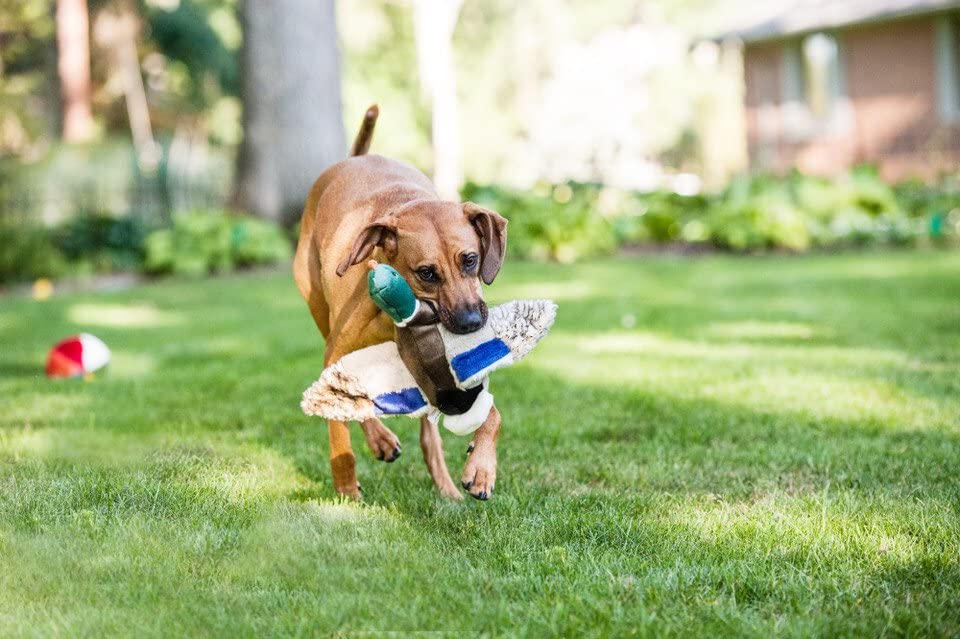 Fluff & Tuff Wally Mallard with embroidered eyes for safe, supervised play