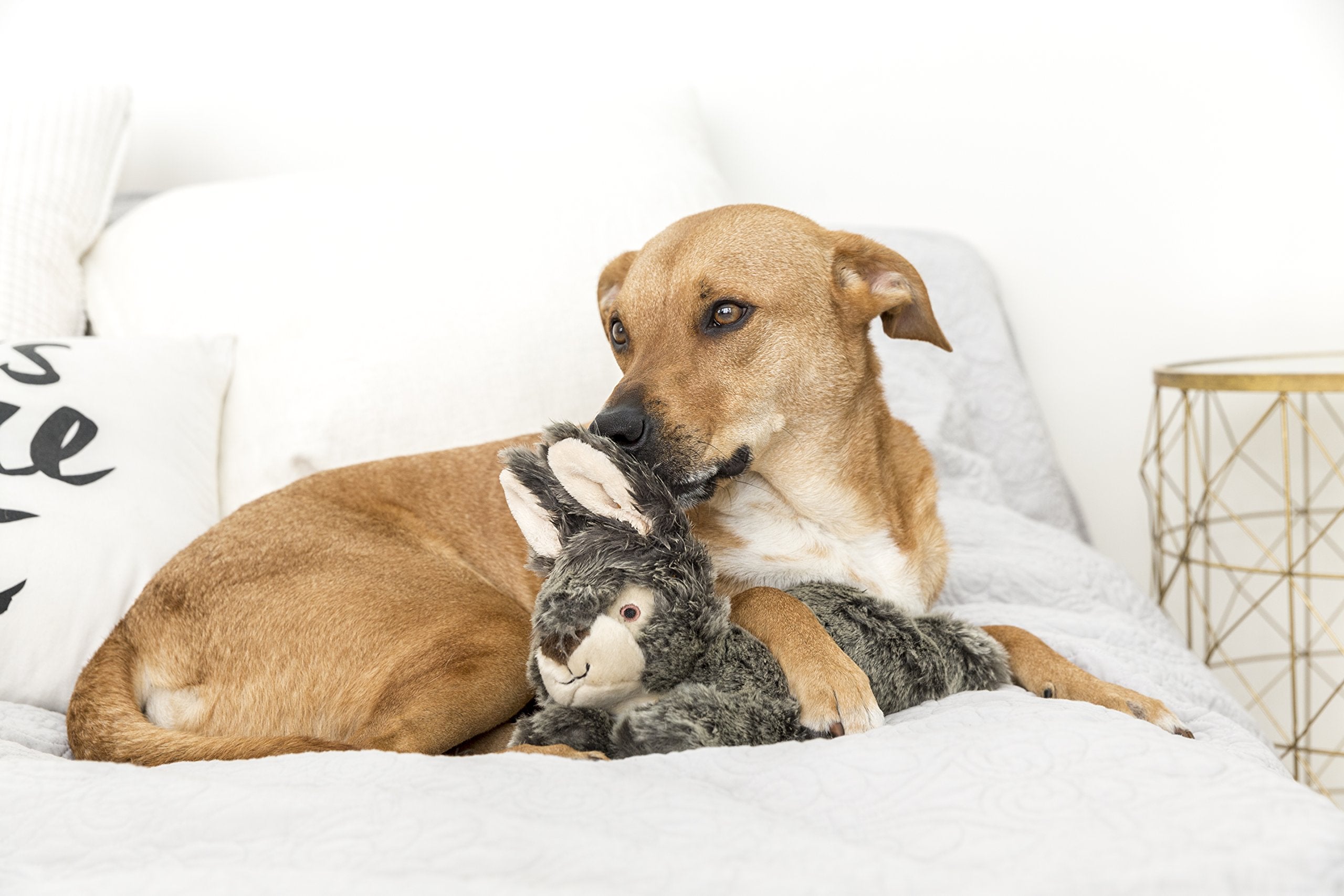 Walter Wabbit plush toy with squeaker and mesh liner enhances play sessions.