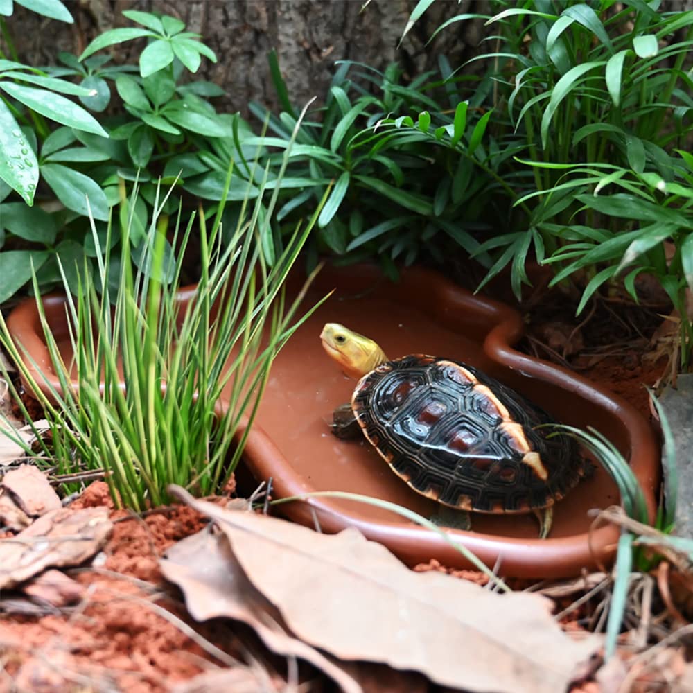 Flushbay gecko sunbathing setup encourages activity and hydration.
