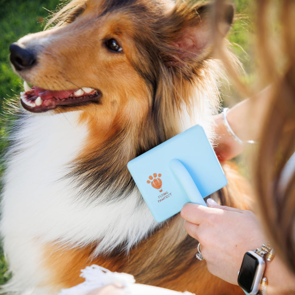 Flying Pawfect brush for poodle and goldendoodle coat grooming sessions