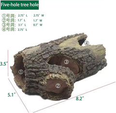 Five holes invite exploration and resting inside the trunk