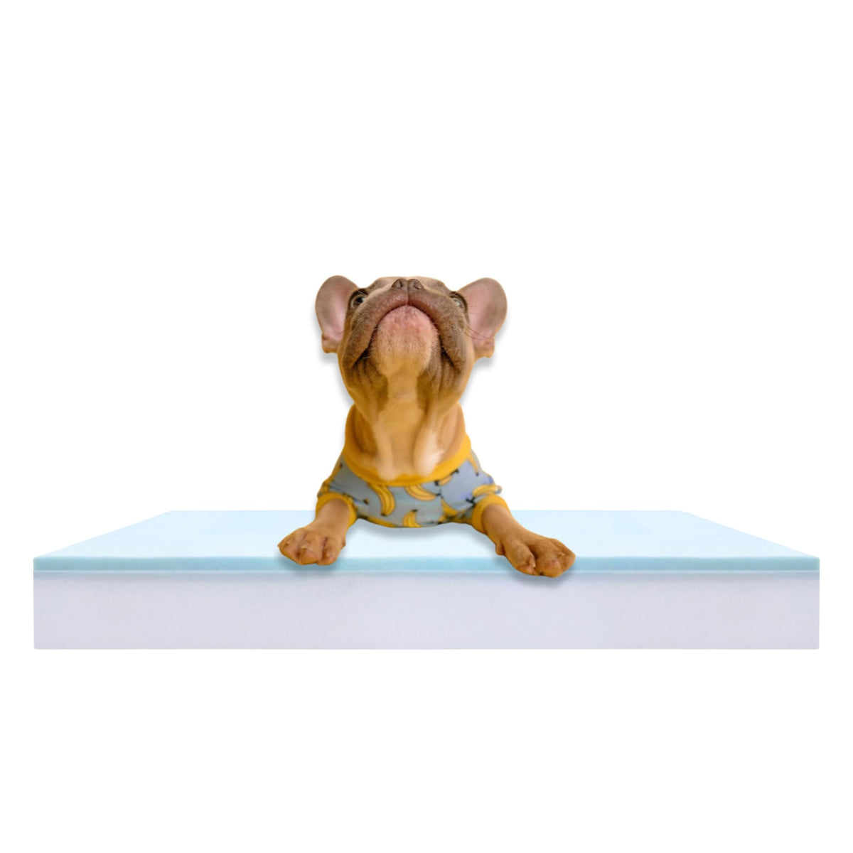 Foam Global pet bed foam insert showing dual-layer cushioning for comfort