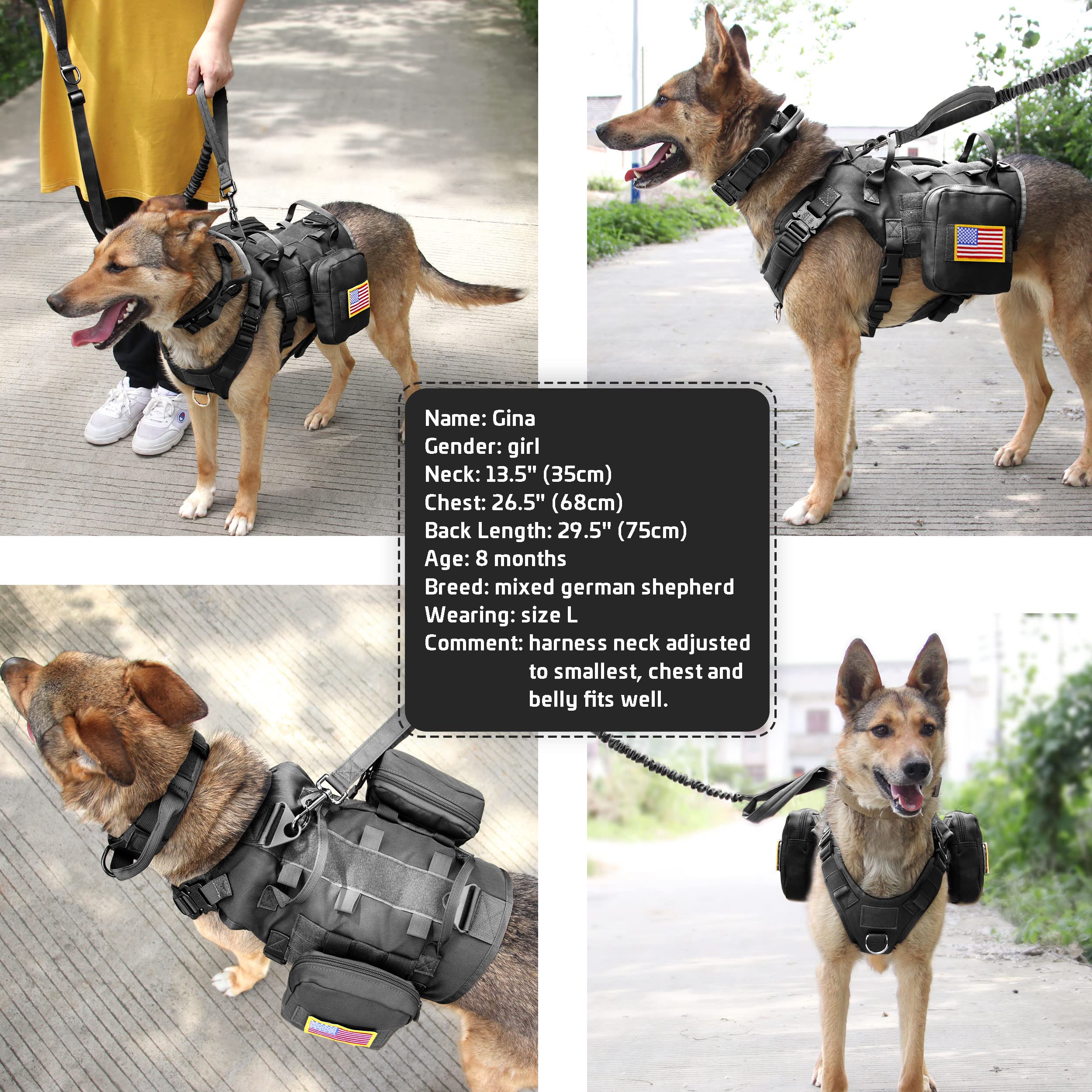 Forestpaw dog-walking-trail-setup shows versatile gear for outdoor adventures.
