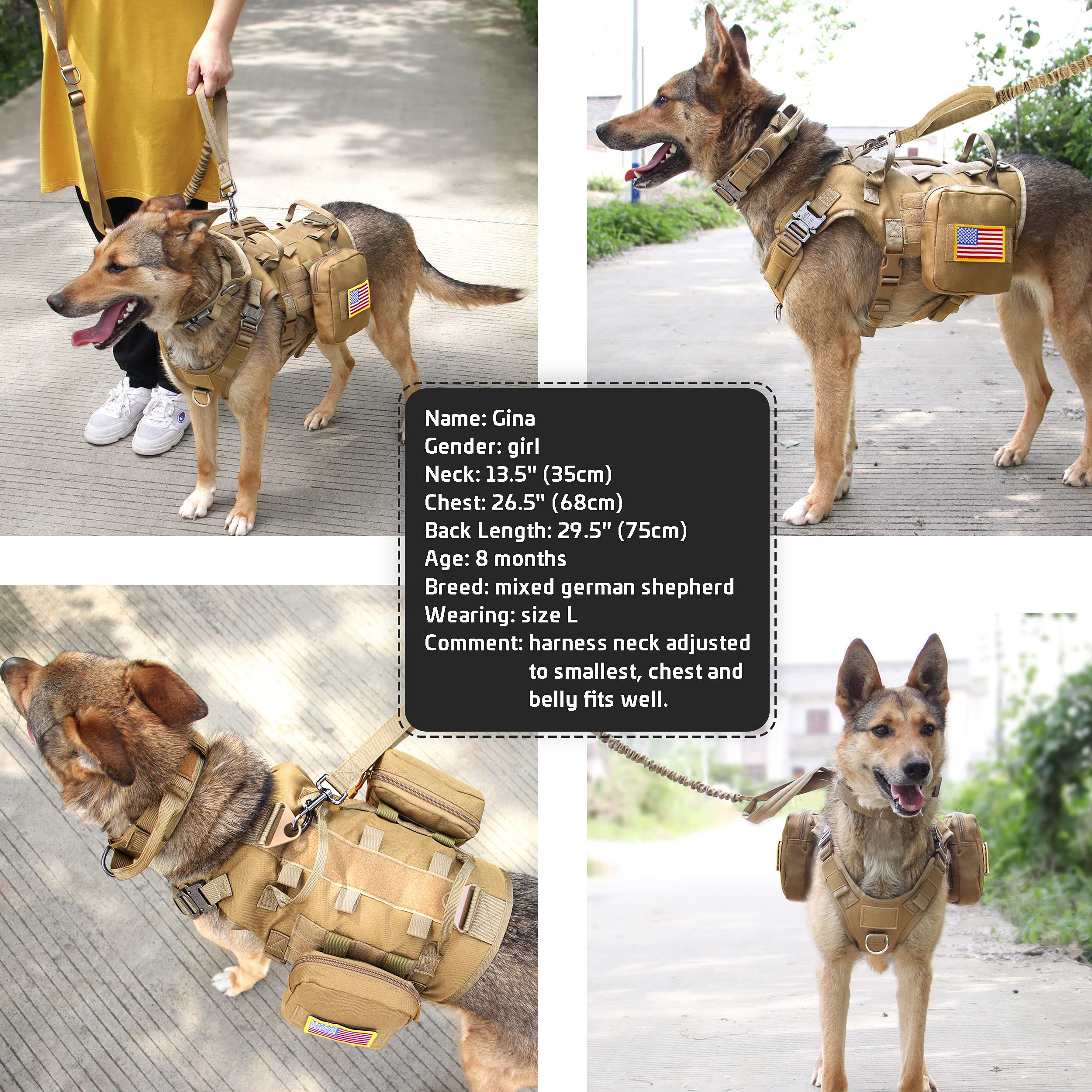 Forestpaw urban adventure setup shows versatile gear for walking and training.