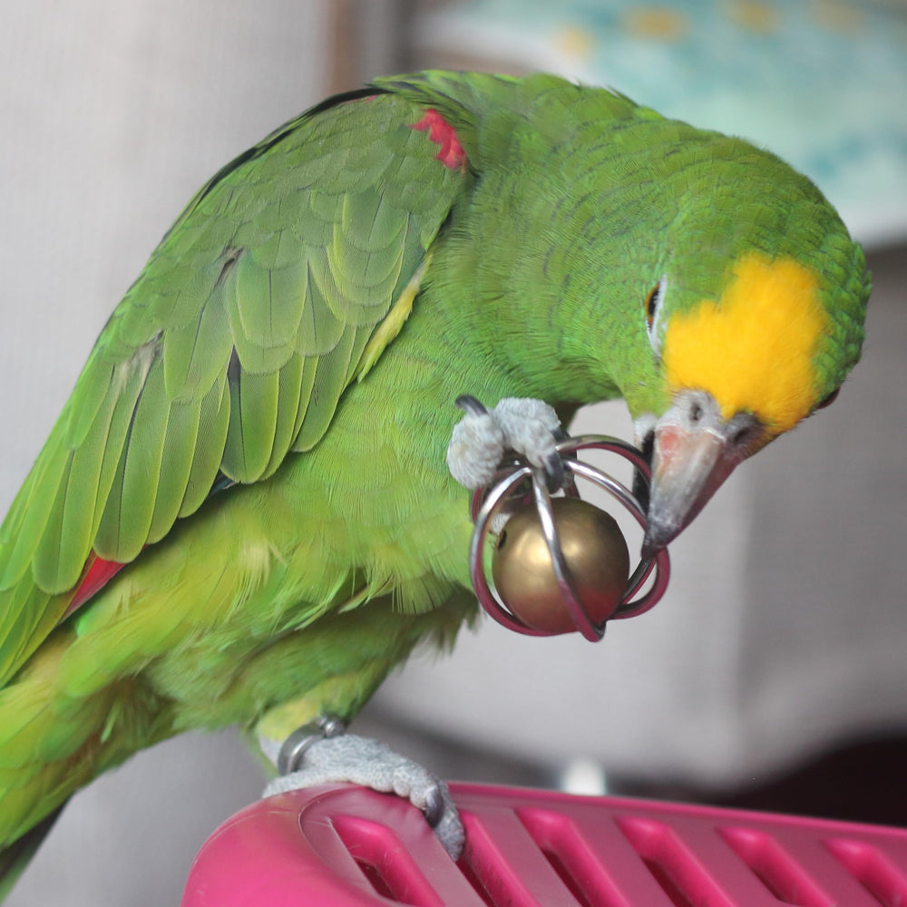 Fosrion for African Grey or cockatoo using the toy in a cage.