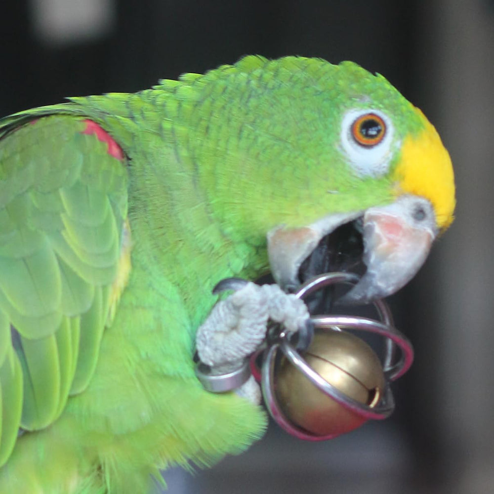 Fosrion chew-proof design highlights longevity for aggressive chewers.