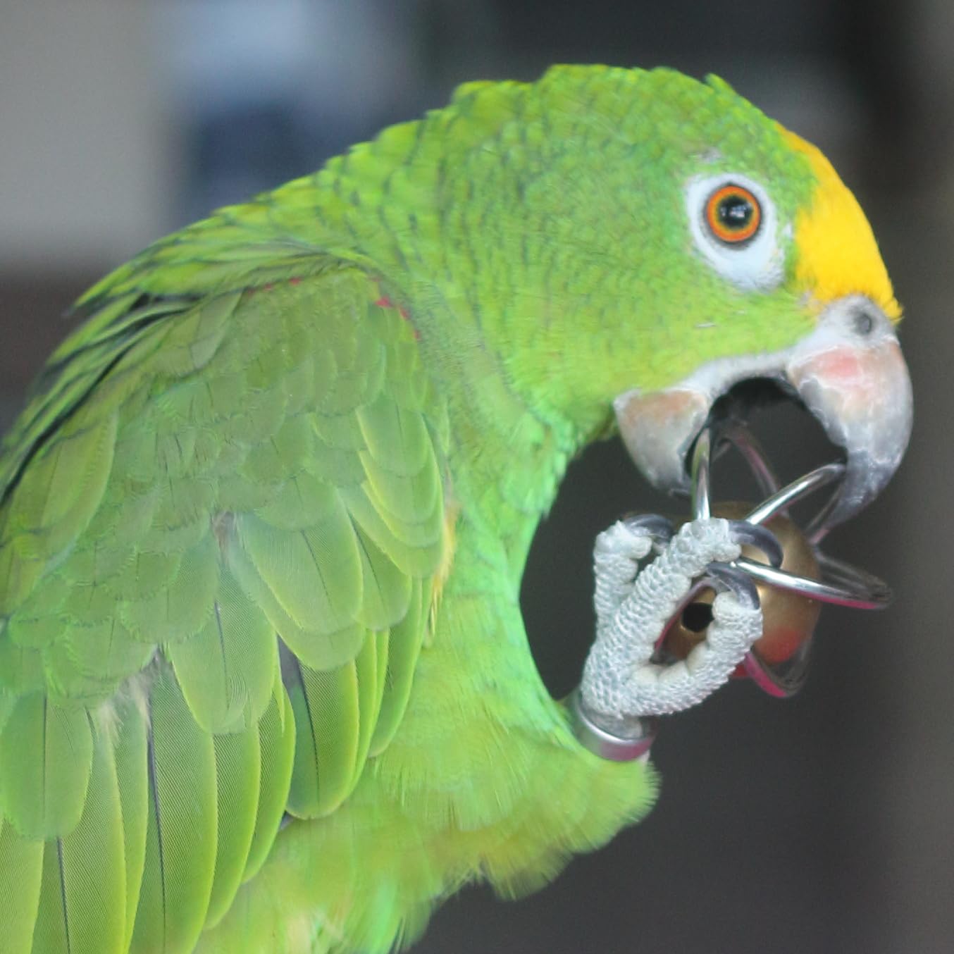 Fosrion enrichment play with a macaw exploring the ball.