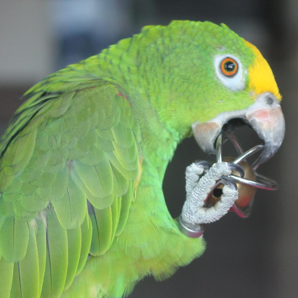 Fosrion enrichment play with a macaw exploring the ball.