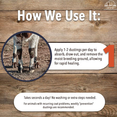 Preventive dusting routine helps reduce recurring hoof and coat issues.