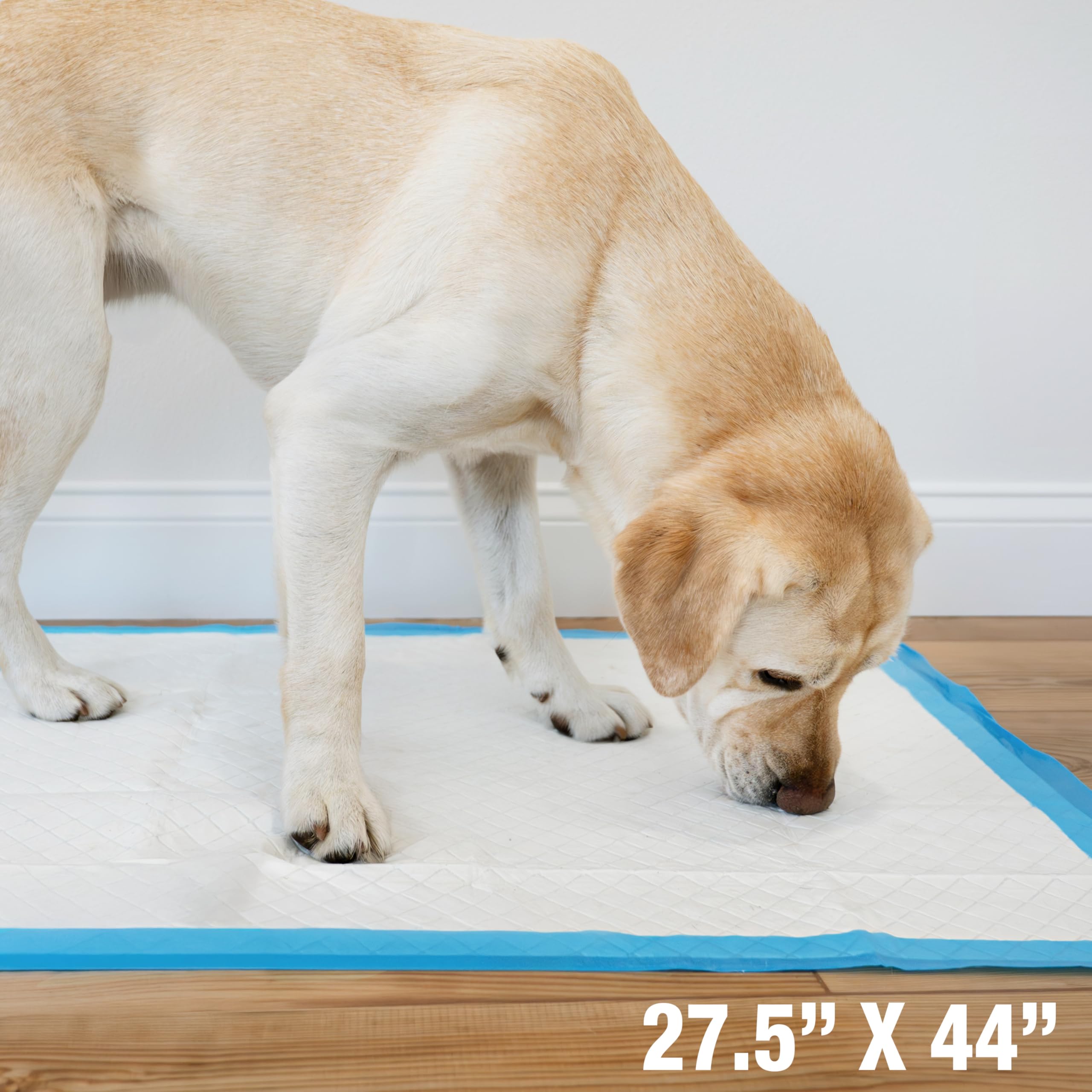 Four Paws Wee-Wee 18-count pack provides ongoing potty training options.