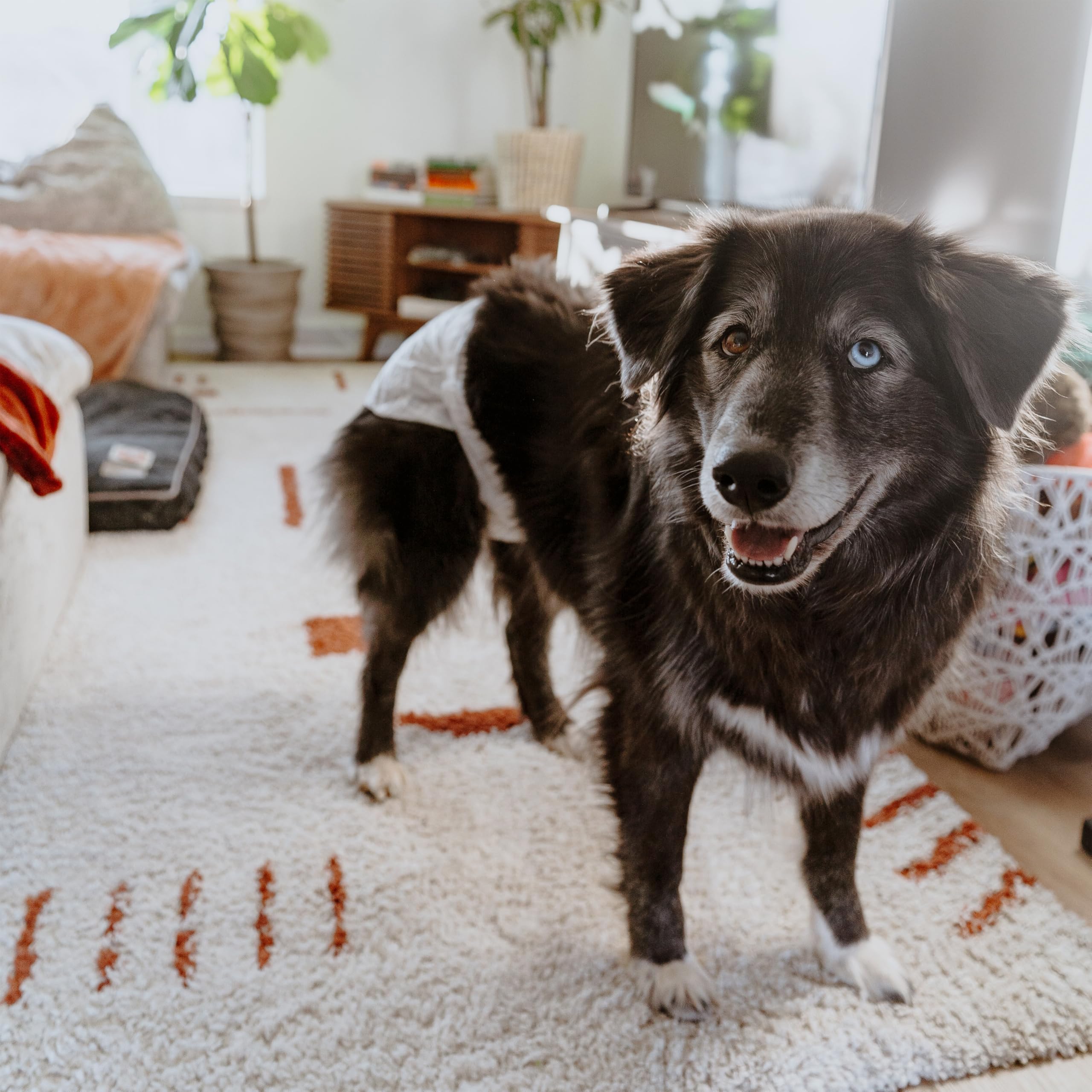 Four Paws Wee-Wee diaper uses double-stitched construction for durability and comfort.