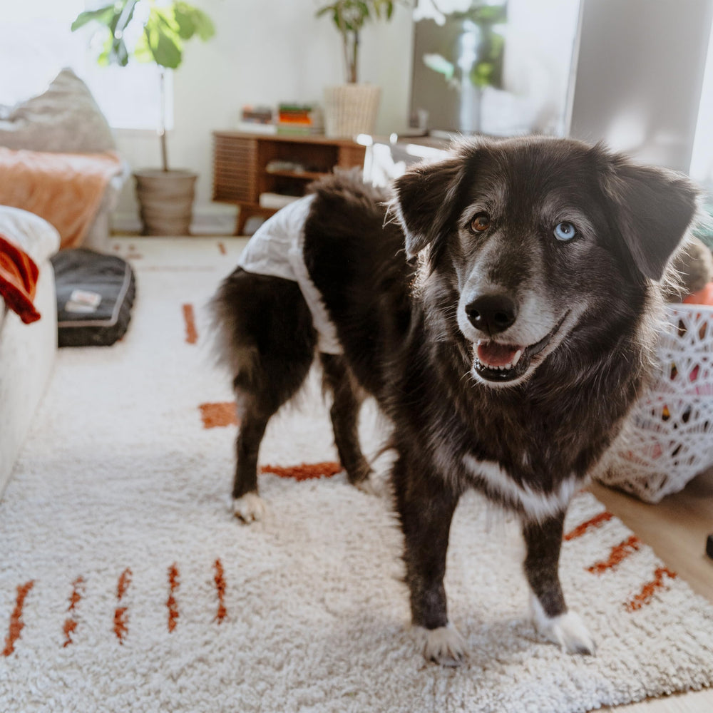 Four Paws Wee-Wee diaper uses double-stitched construction for durability and comfort.