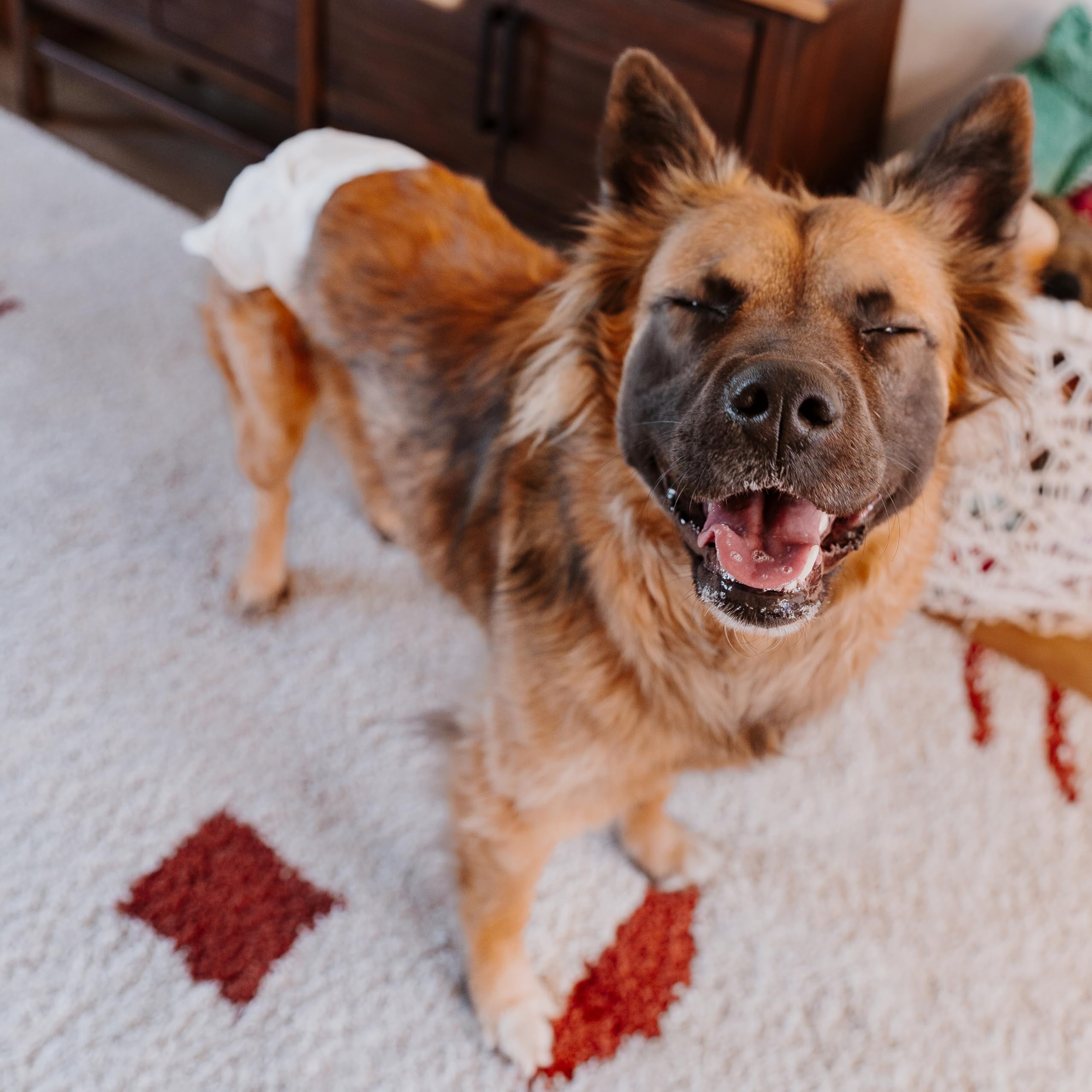 Four Paws Wee-Wee diaper shows foam-fit tail hole for secure fit during activity.