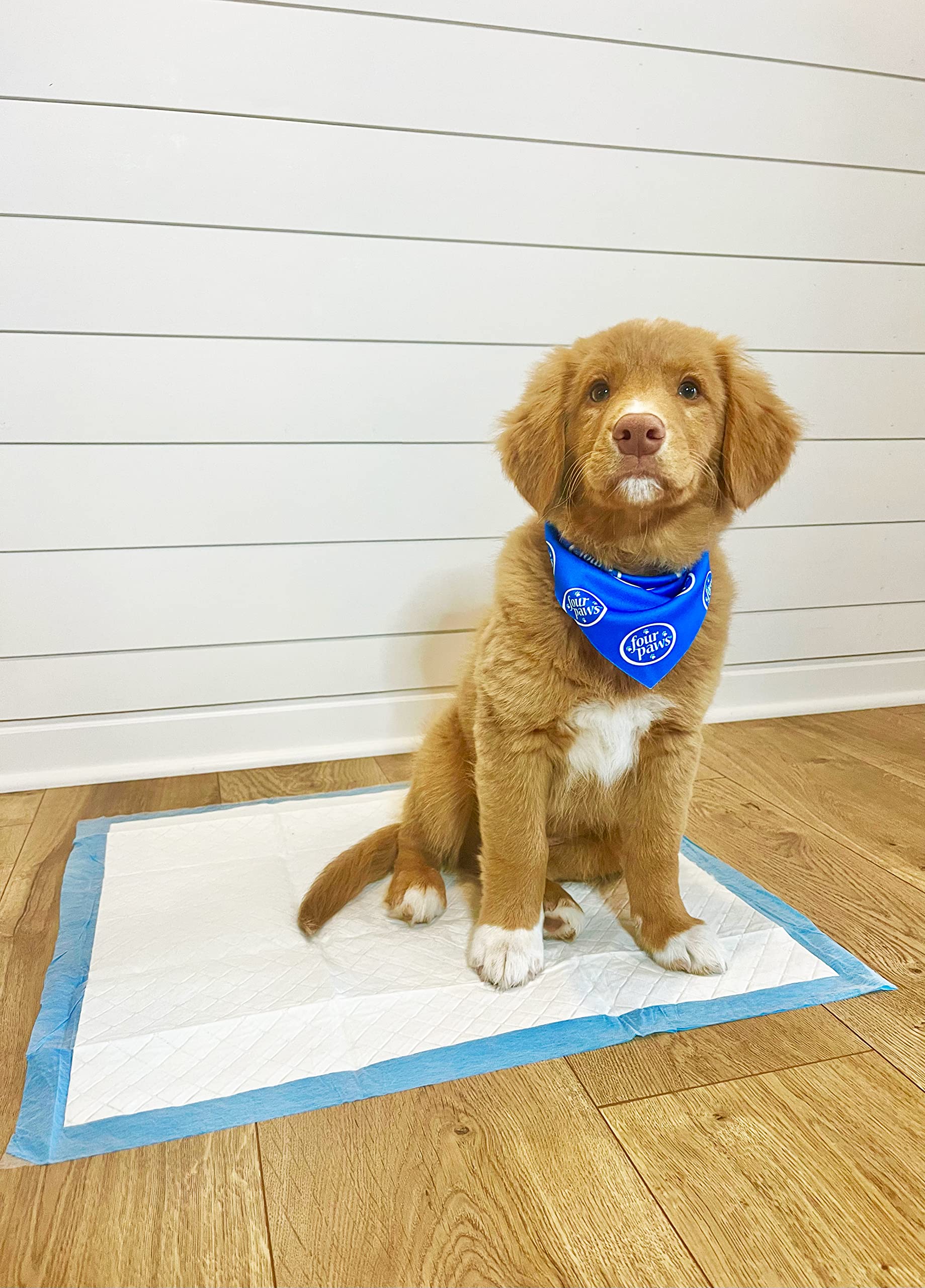 Four Paws Wee-Wee Odor Control pads come in a 100-count box for cost-effective training