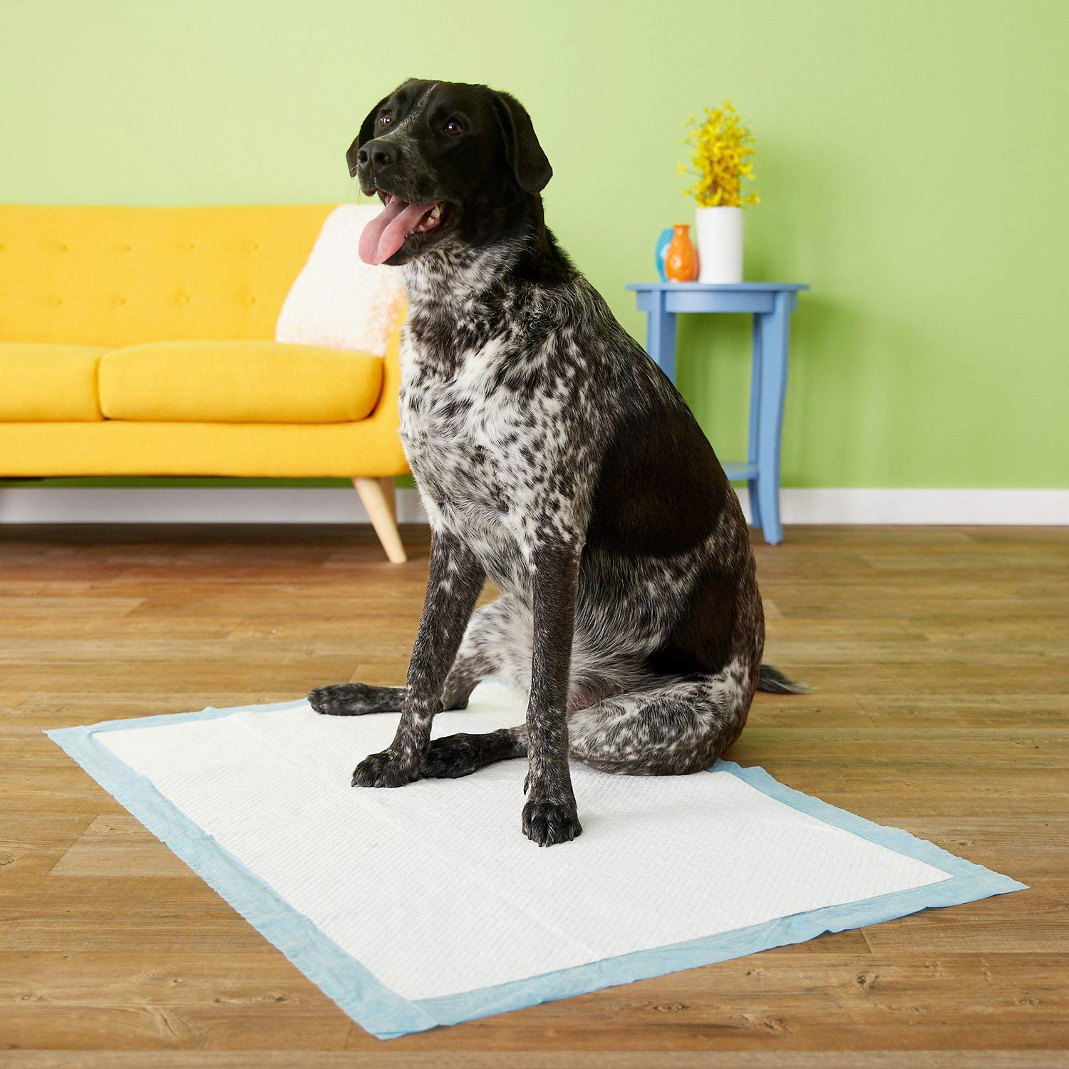 Four Paws Wee-Wee Pads in a four-pack setup for multi-dog households