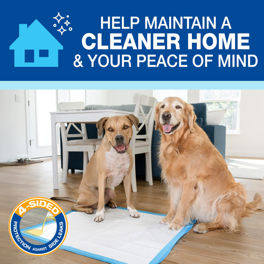 Four Paws Wee-Wee XL pad ideal for house training large dogs indoors