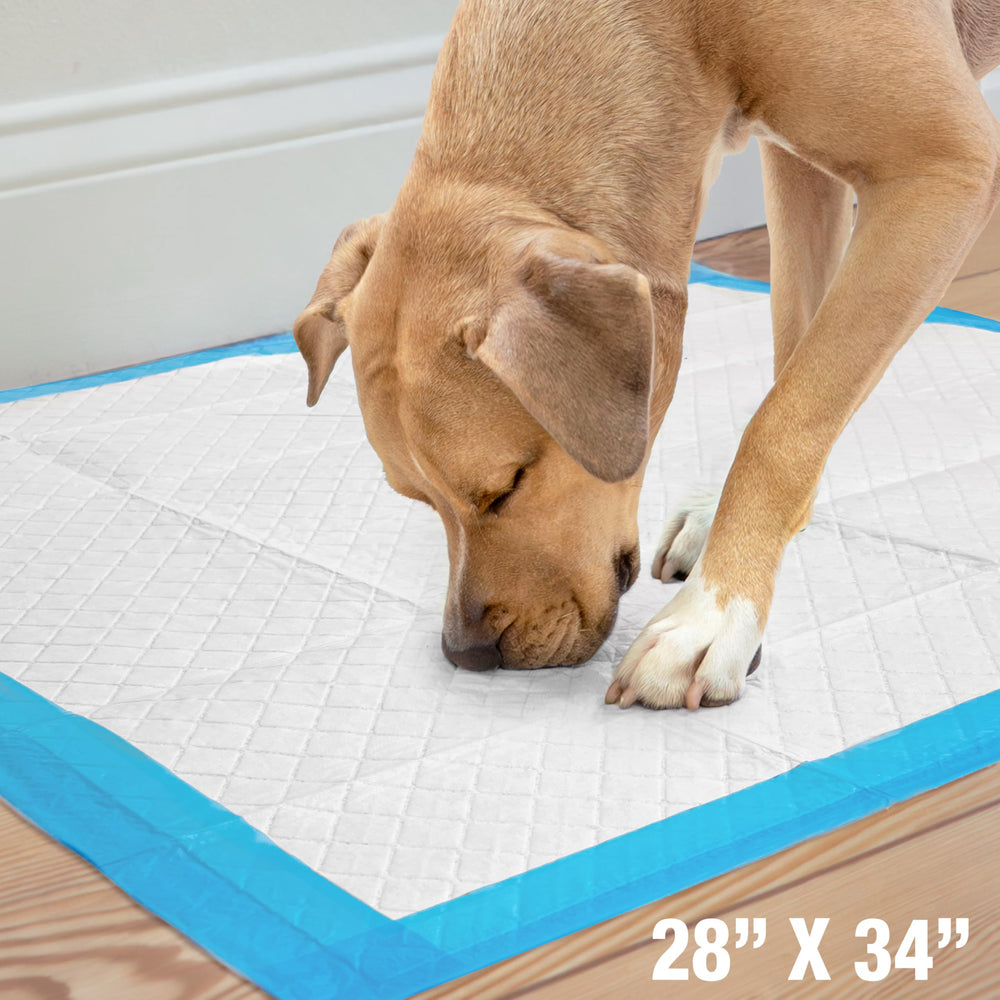 Four Paws Wee-Wee 21-count pack provides ample potty training supplies.