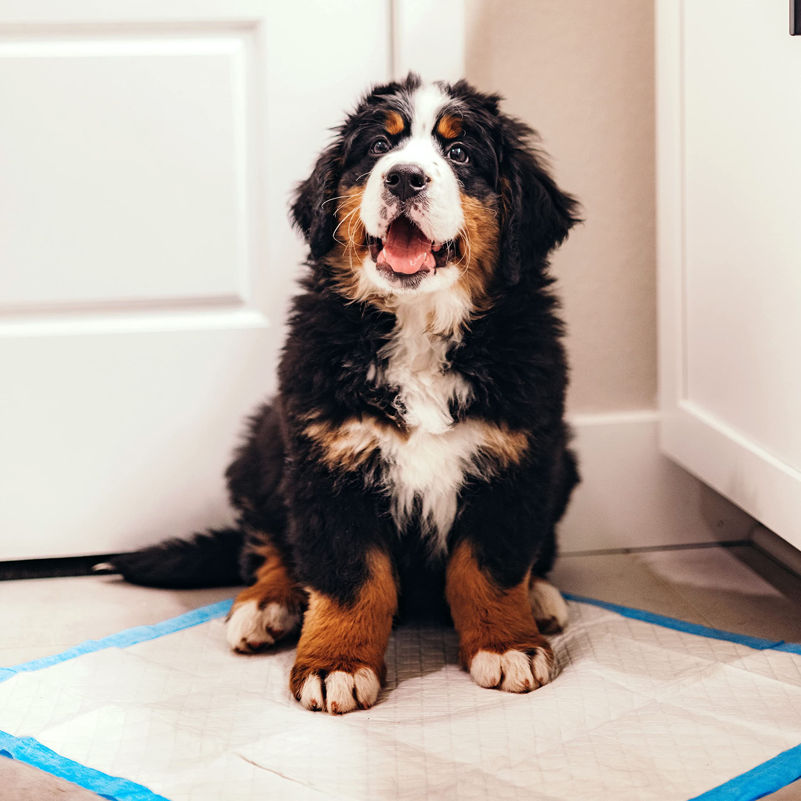 Four Paws WeeWee absorbent core turns liquid into gel for containment