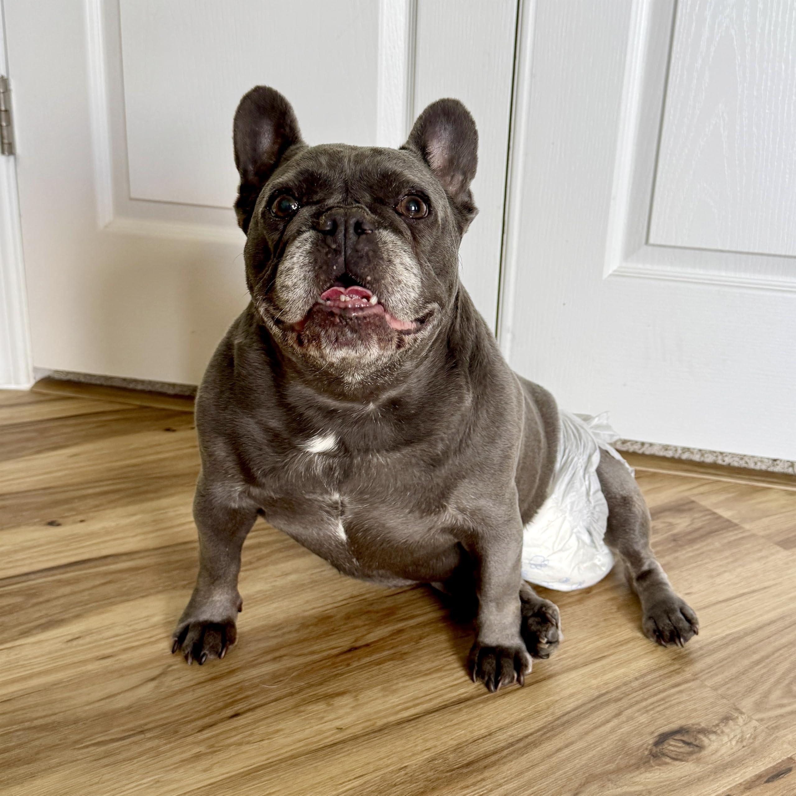 Four Paws Wee-Wee diaper with leak-guard flaps to help prevent leaks during activity.