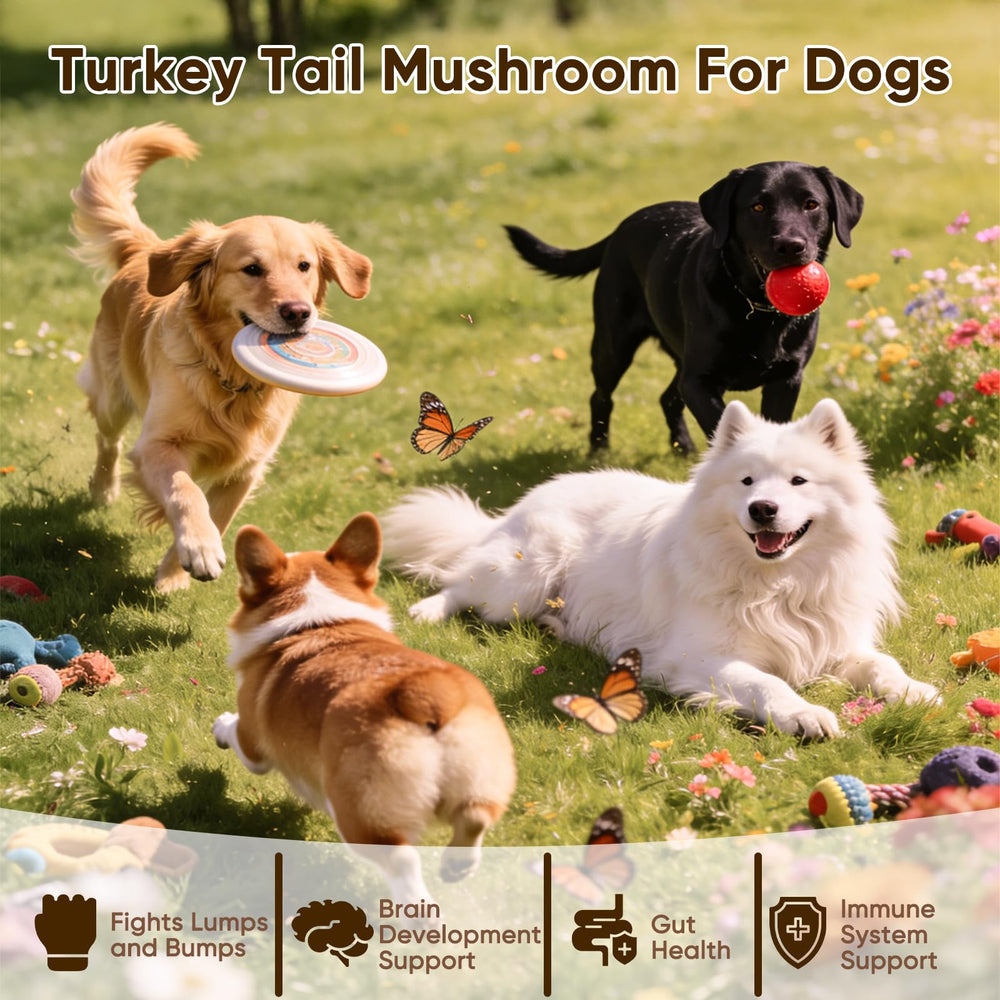 FQMUEV Turkey Tail dog chews closeup showing texture and natural ingredients.