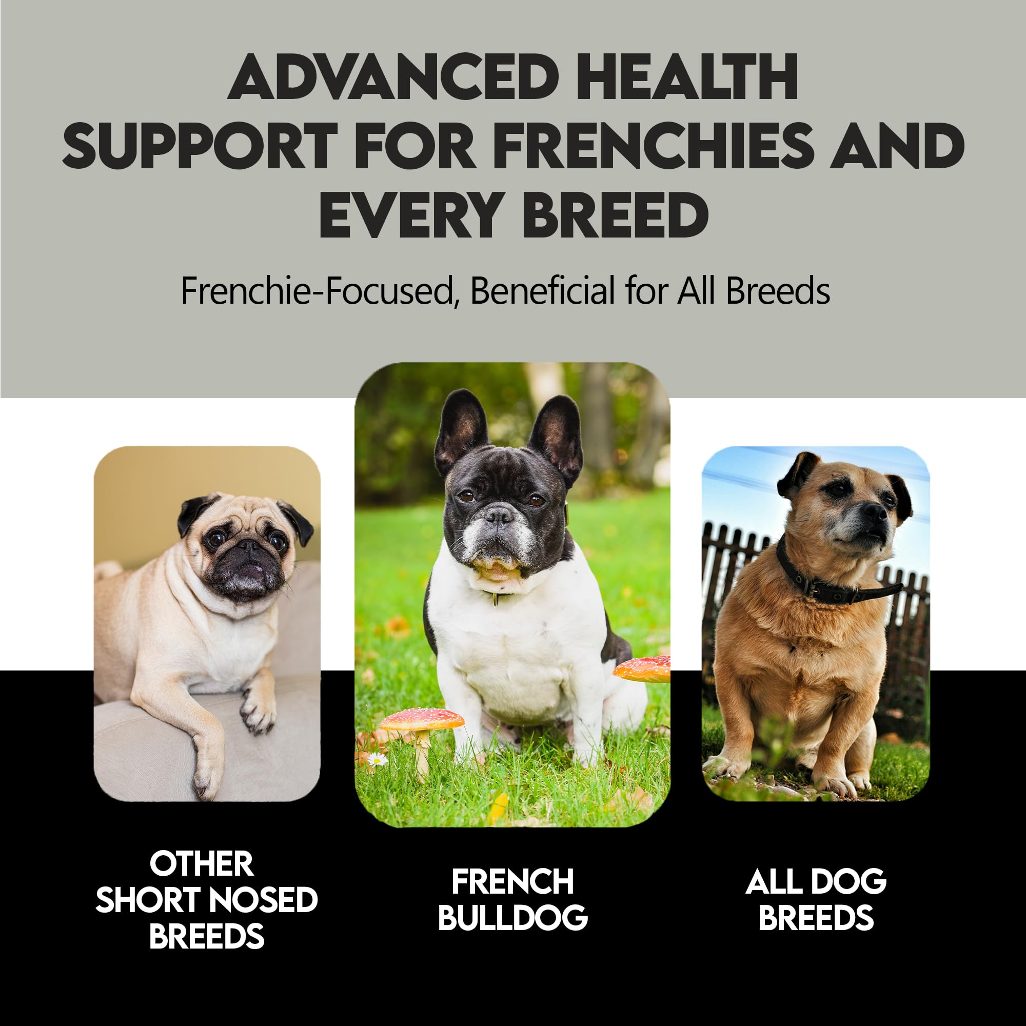 Frenchies vs Everybody digestive health emphasis in dog supplement for comfort