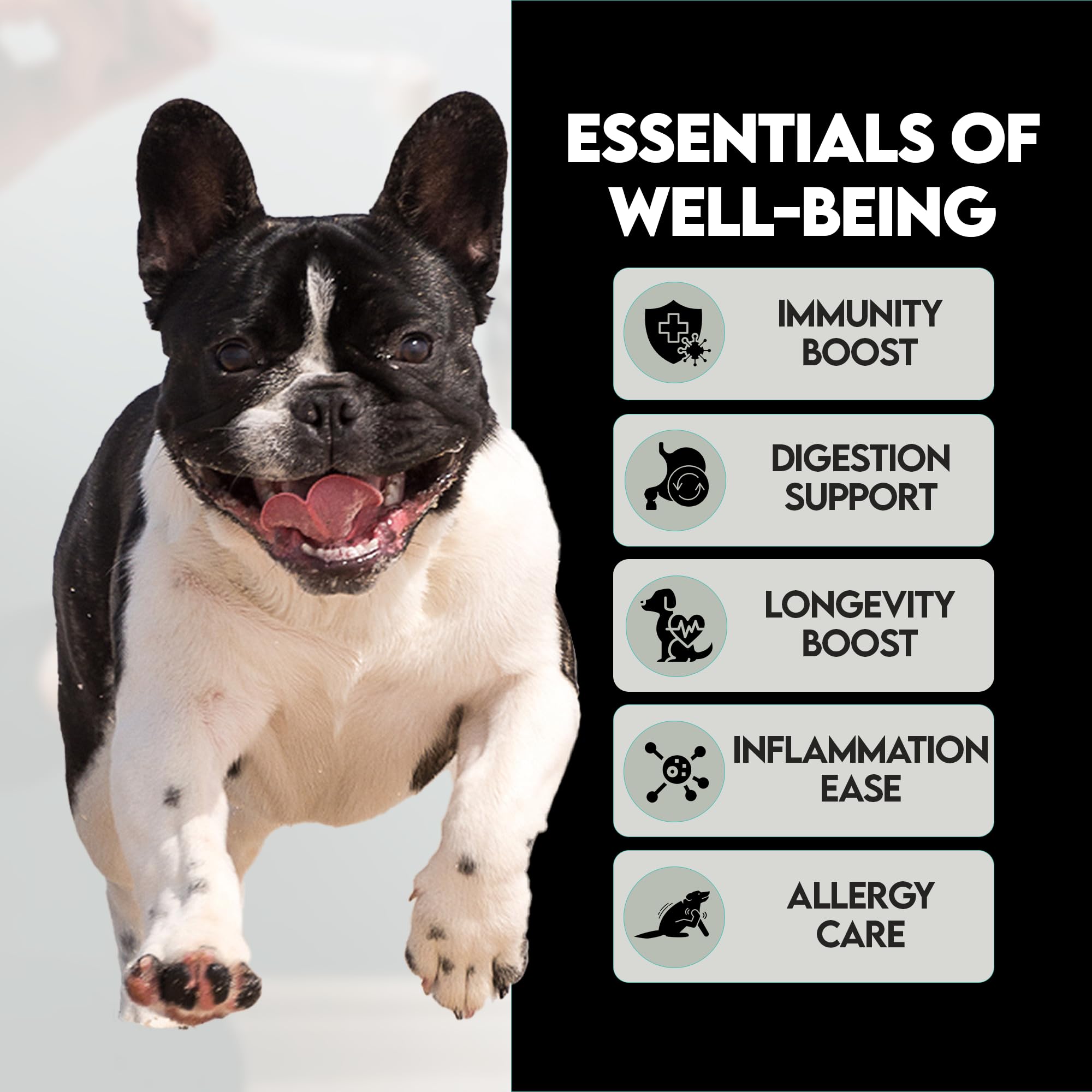 Frenchies vs Everybody mixing mushroom powder into a bowl for picky eaters and fur health