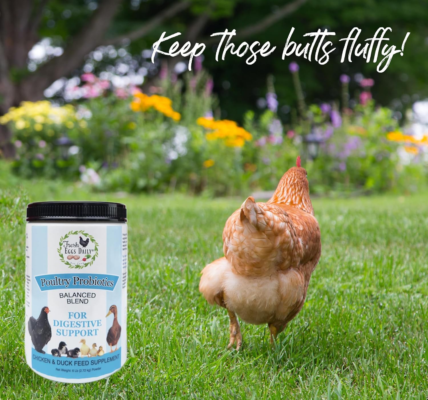 Fresh Eggs Daily Poultry Probiotics improve egg quality and shell strength.