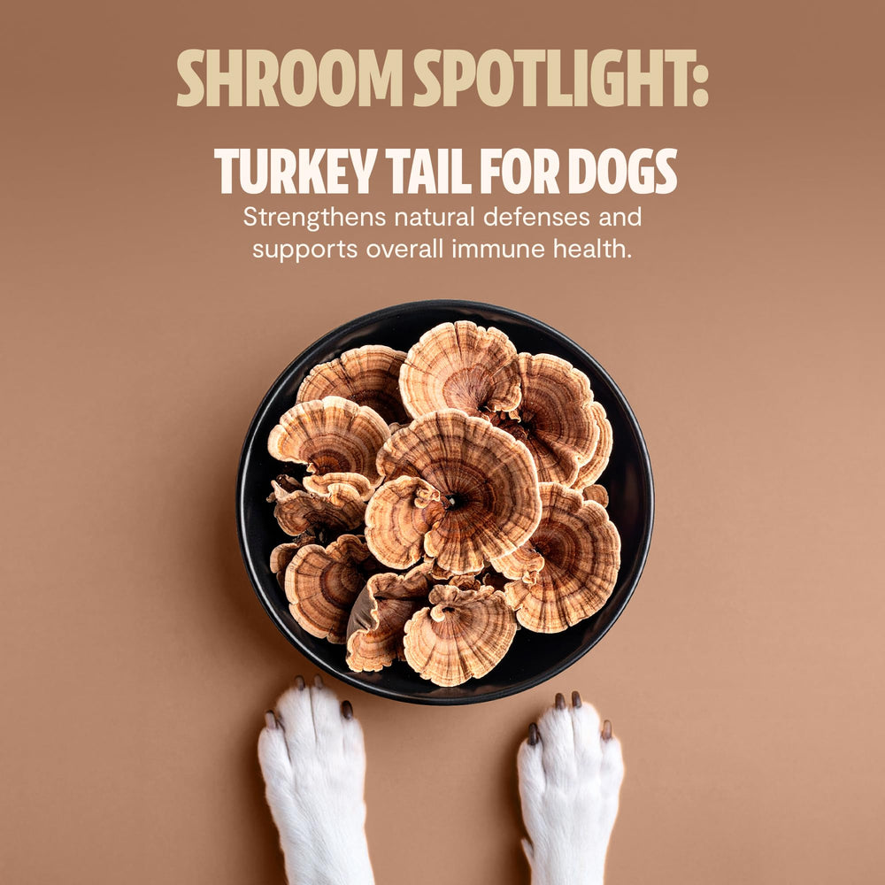 FreshCap Mushrooms Shroomies serving suggestion in hand for easy daily use.