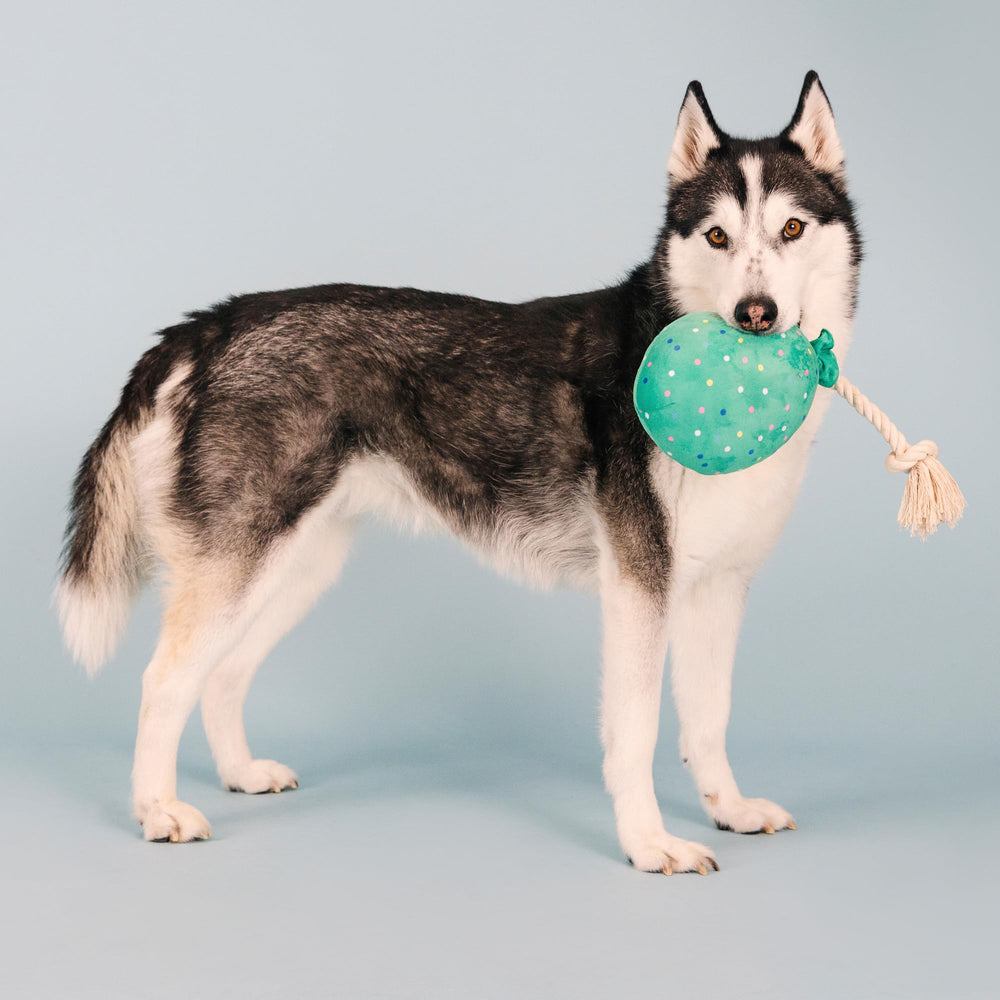Fringe I Pawty You Pawty ideal for fetch and tug sessions.