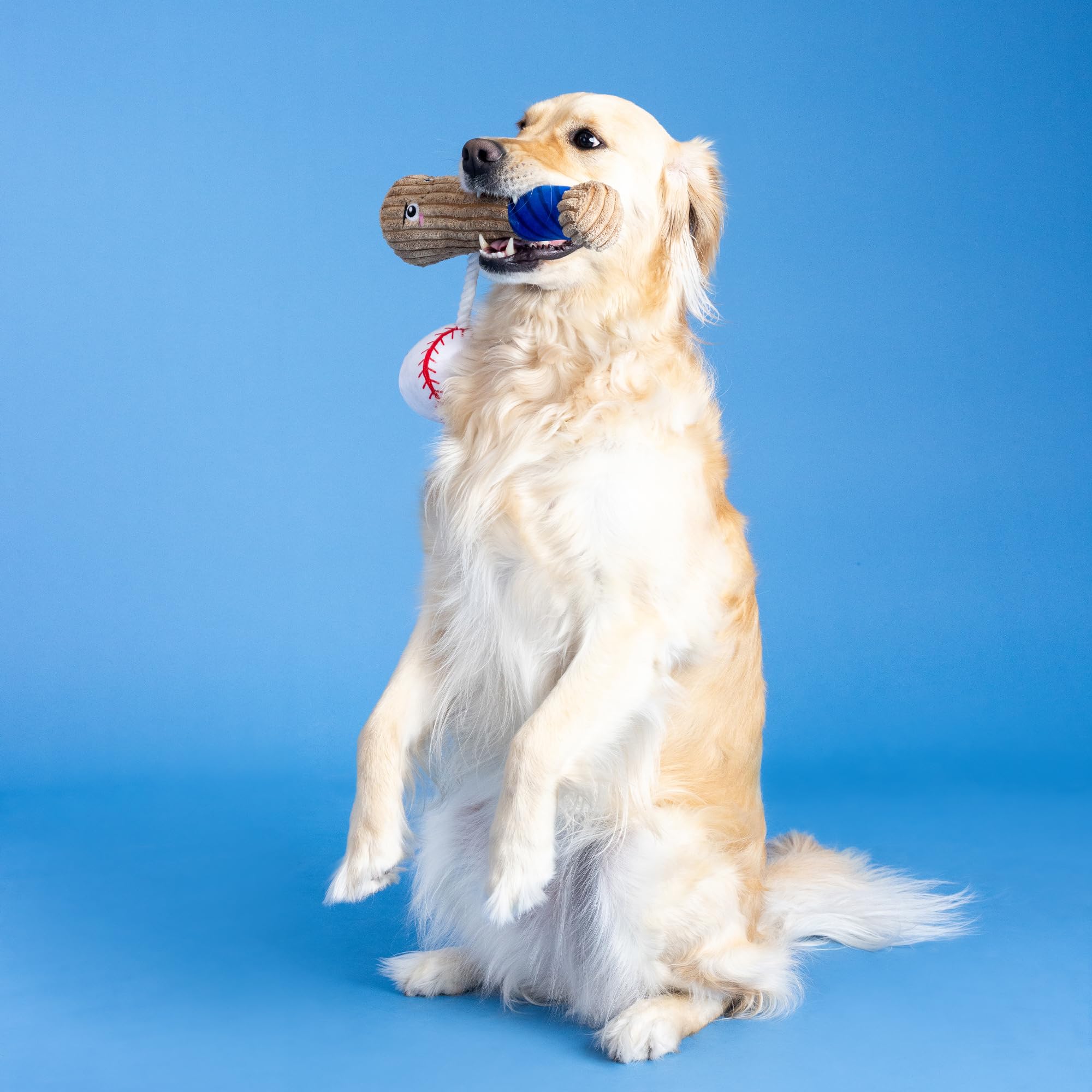 Fringe Studio All-dog sizes friendly design; encourages playful companionship.