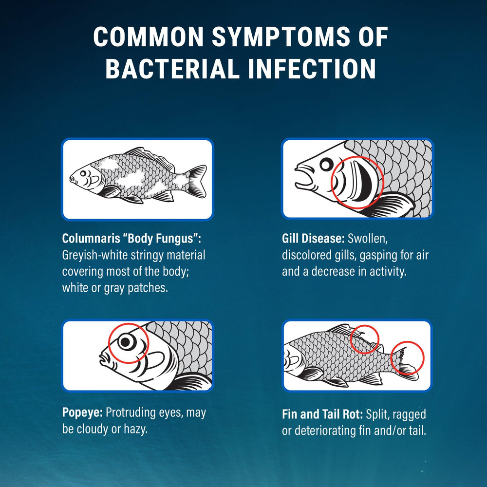 Fritz Aquatics Maracyn treatment guide image highlights targeted bacterial care