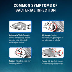Fritz Aquatics Maracyn treatment guide image highlights targeted bacterial care