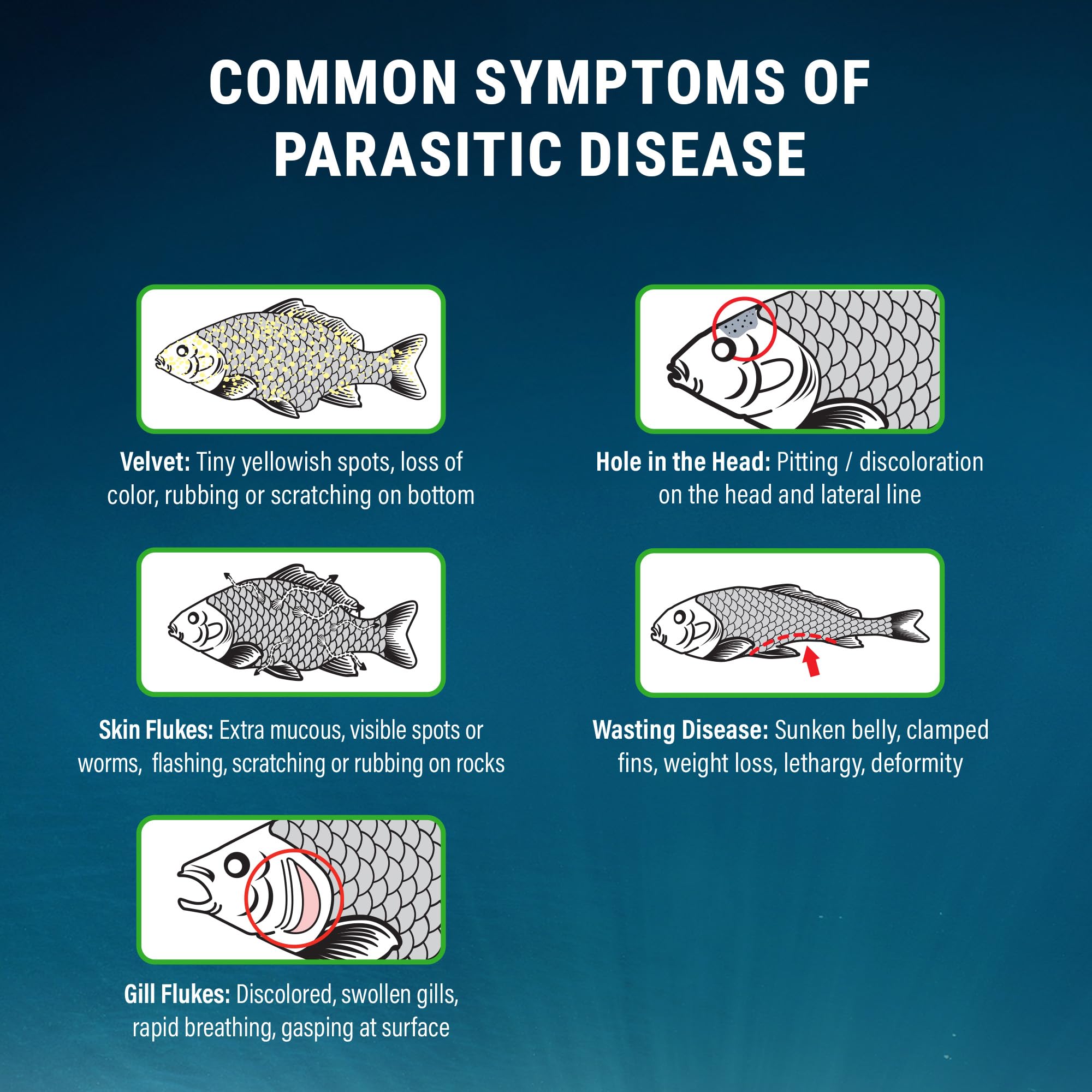 Fritz ParaCleanse label highlights dual active ingredients Metronidazole and Praziquantel.