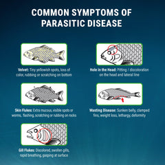 Fritz ParaCleanse label highlights dual active ingredients Metronidazole and Praziquantel.