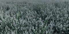 From The Field catnip leaf and flower closeup highlights natural quality and potency