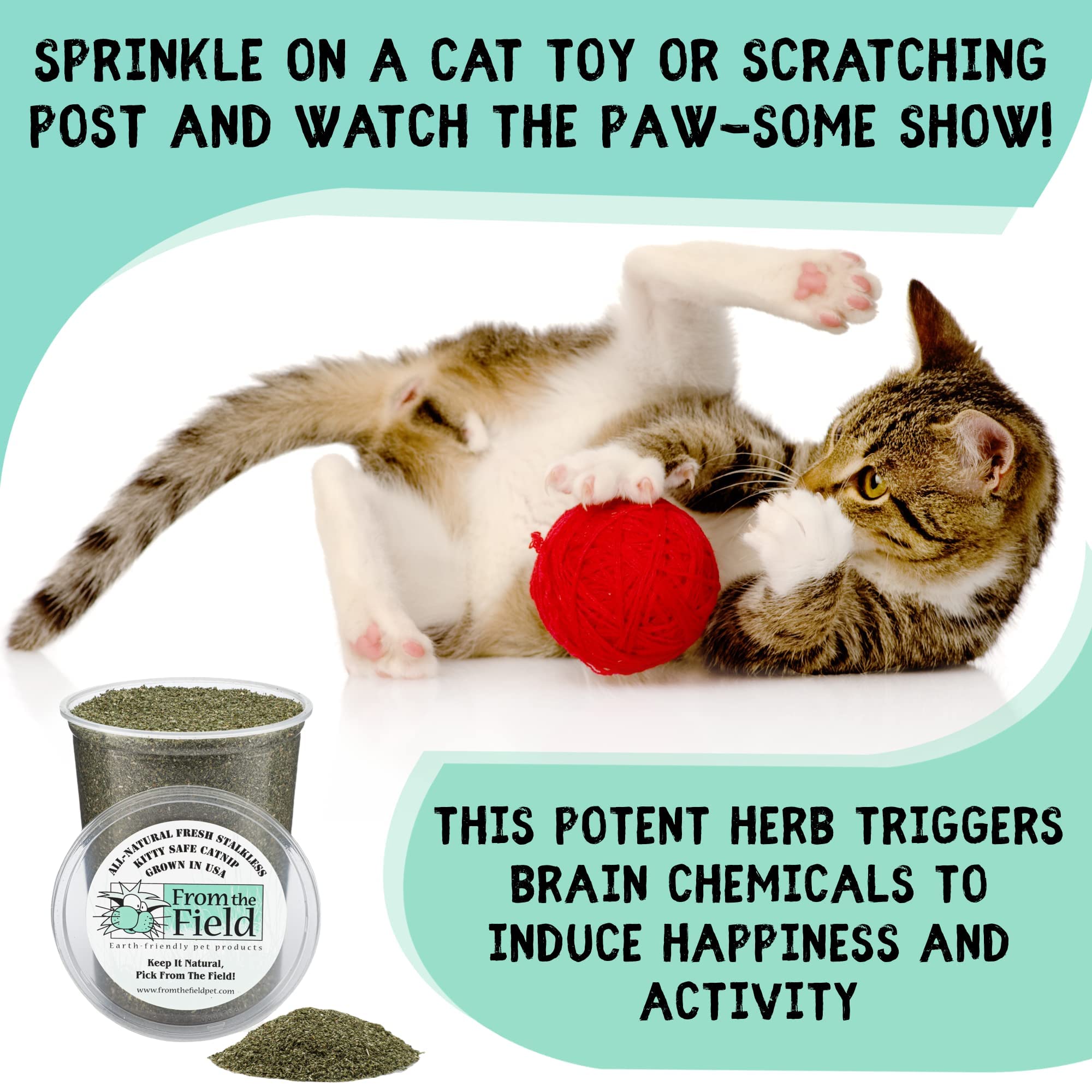 From The Field kittens enjoying catnip play during indoor exploration.