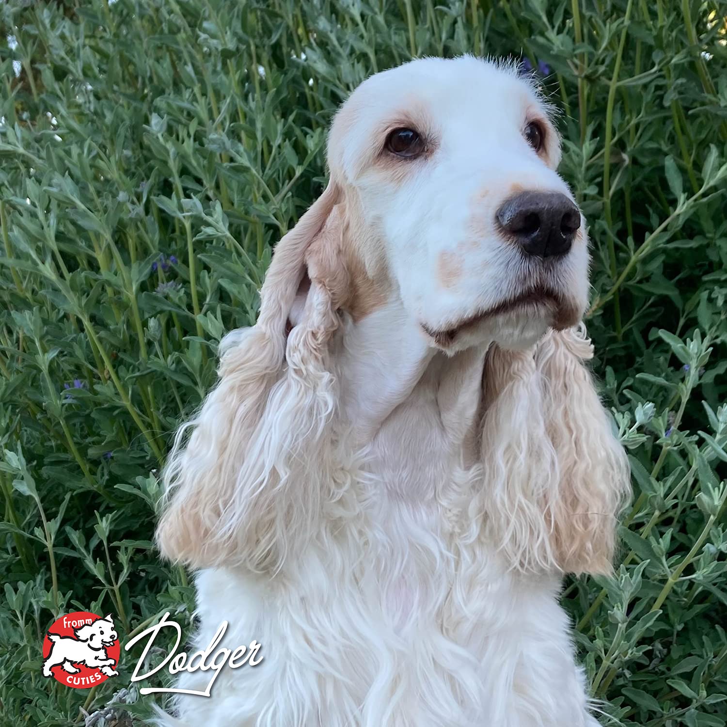 Fromm Game Bird dog food display highlighting turkey recipe quality