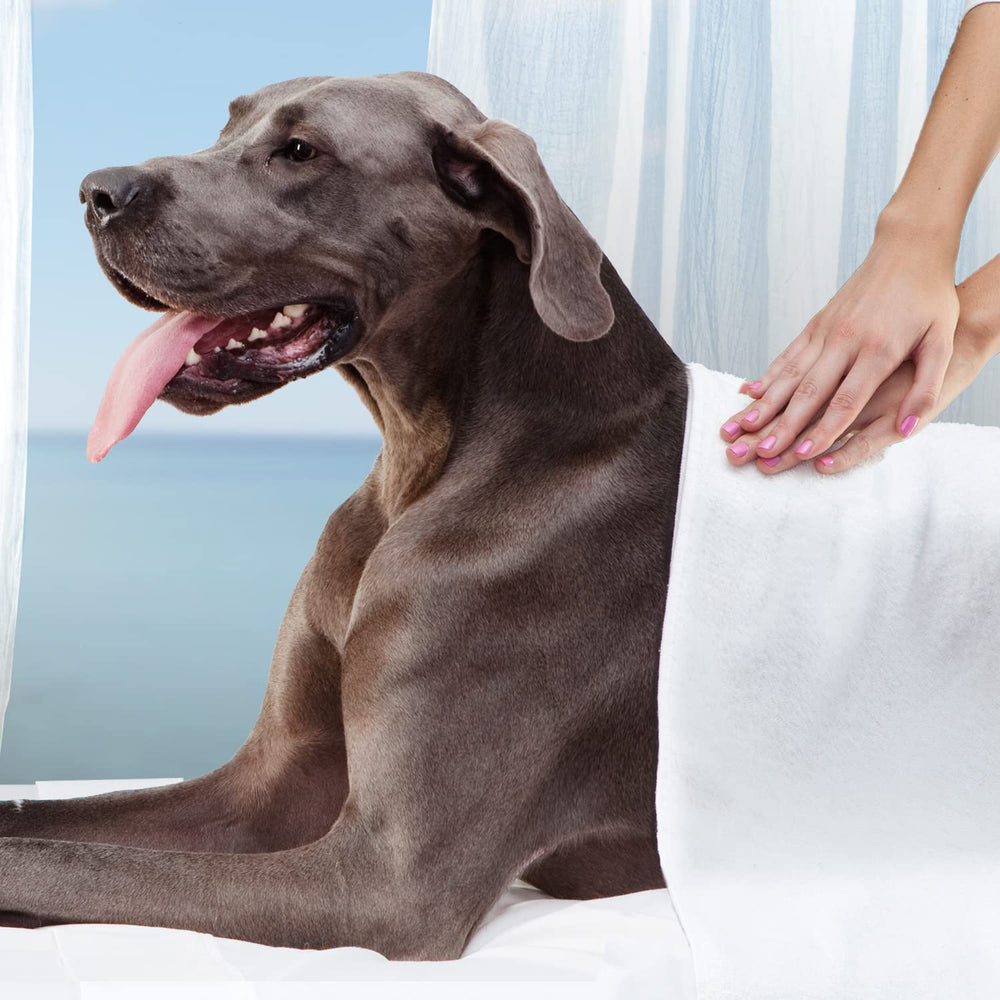 Fromm Large Breed Adult Gold family meal concept, premium dog nutrition in action.