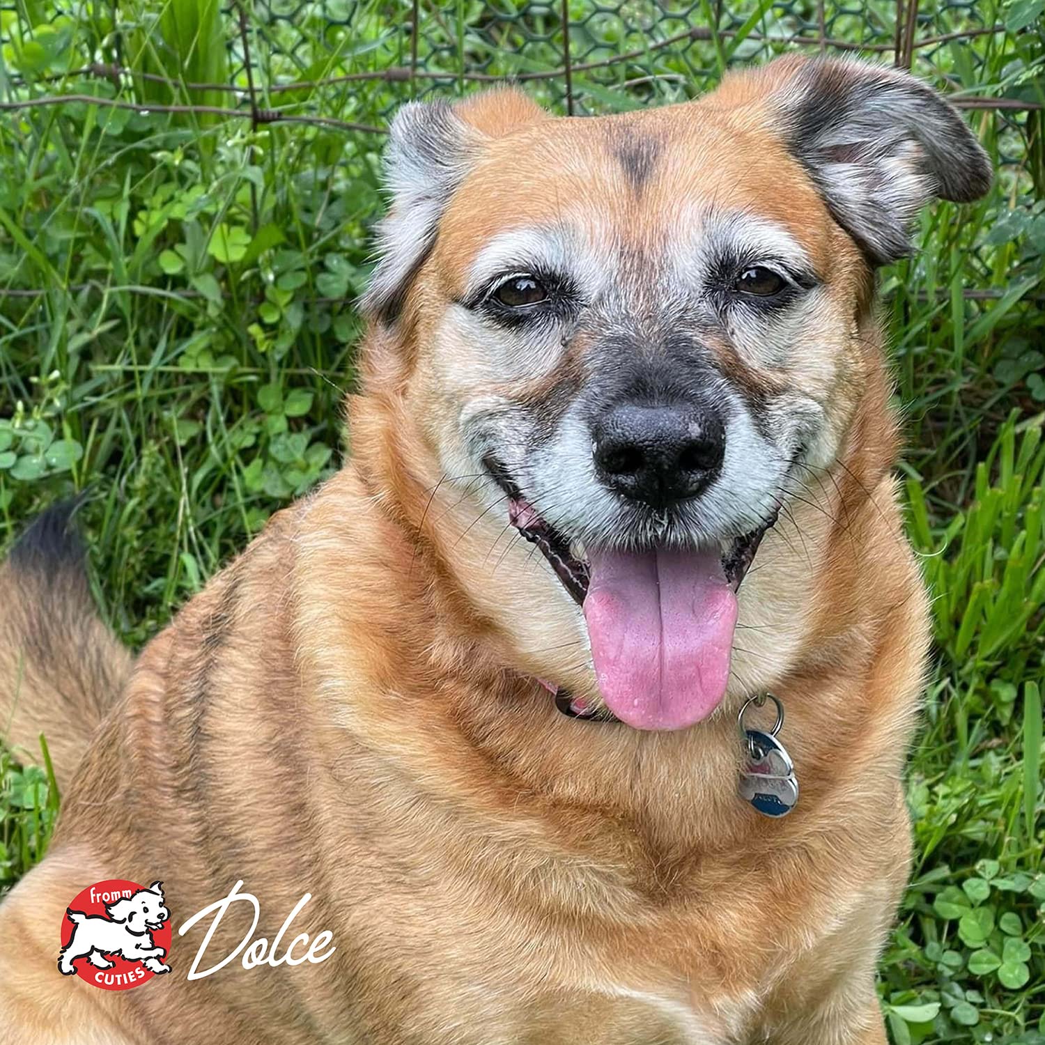 Happy senior dog headshot conveys trust in Fromm quality
