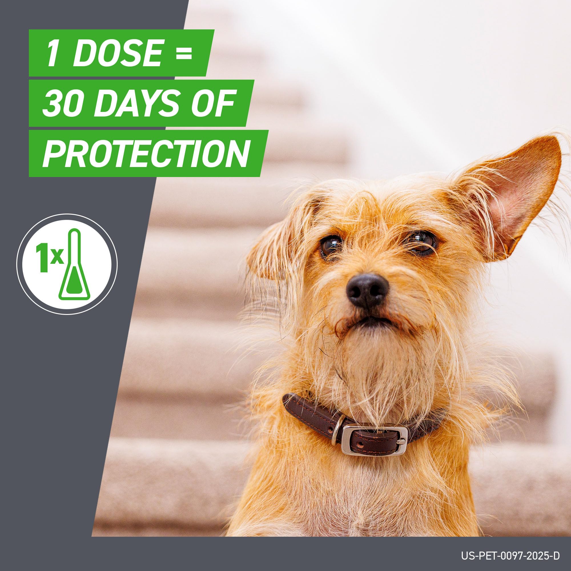 Monthly Frontline Plus dose supports ongoing flea and tick prevention.