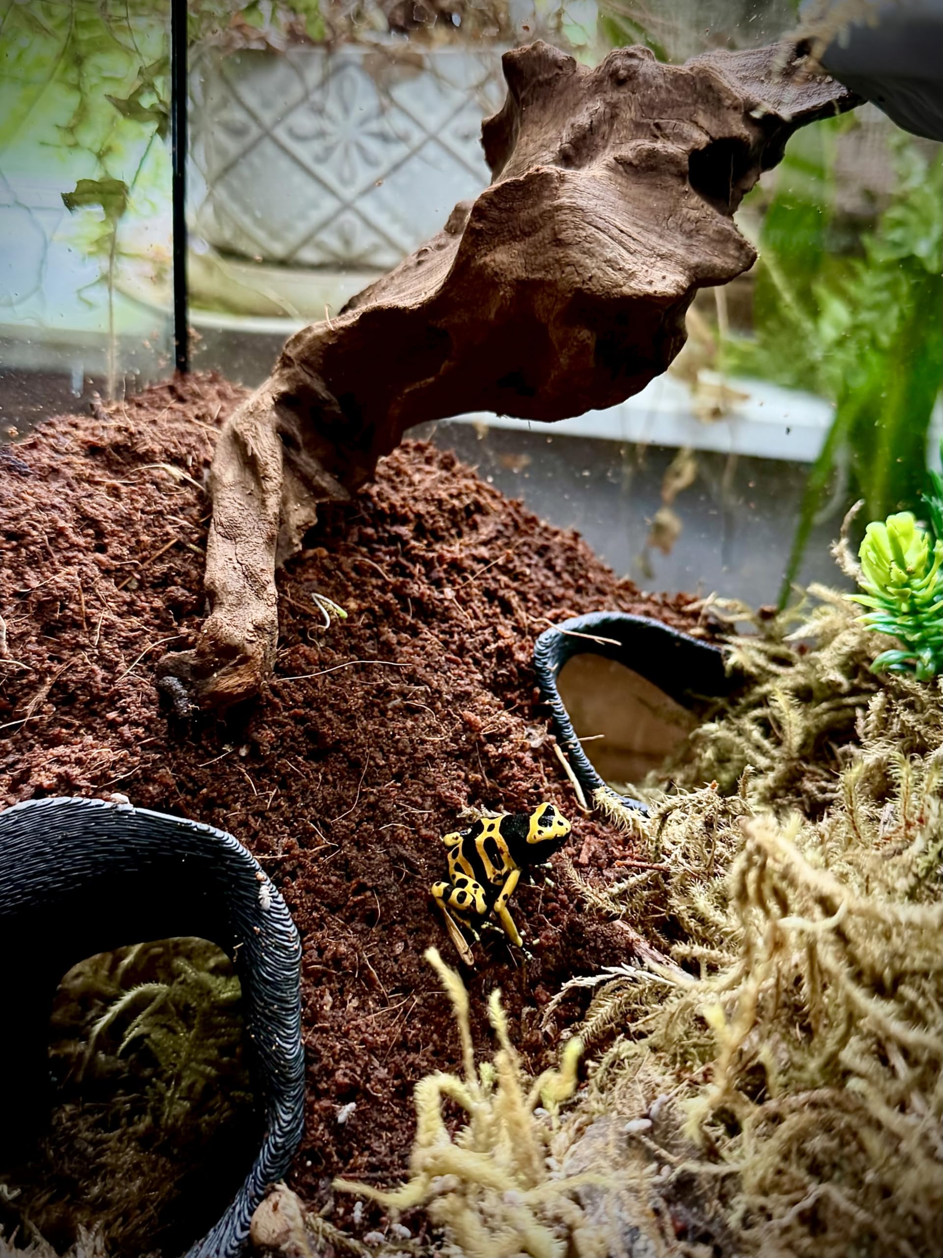 FROSTO mangrove root hideout closeup detail for safe spaces.
