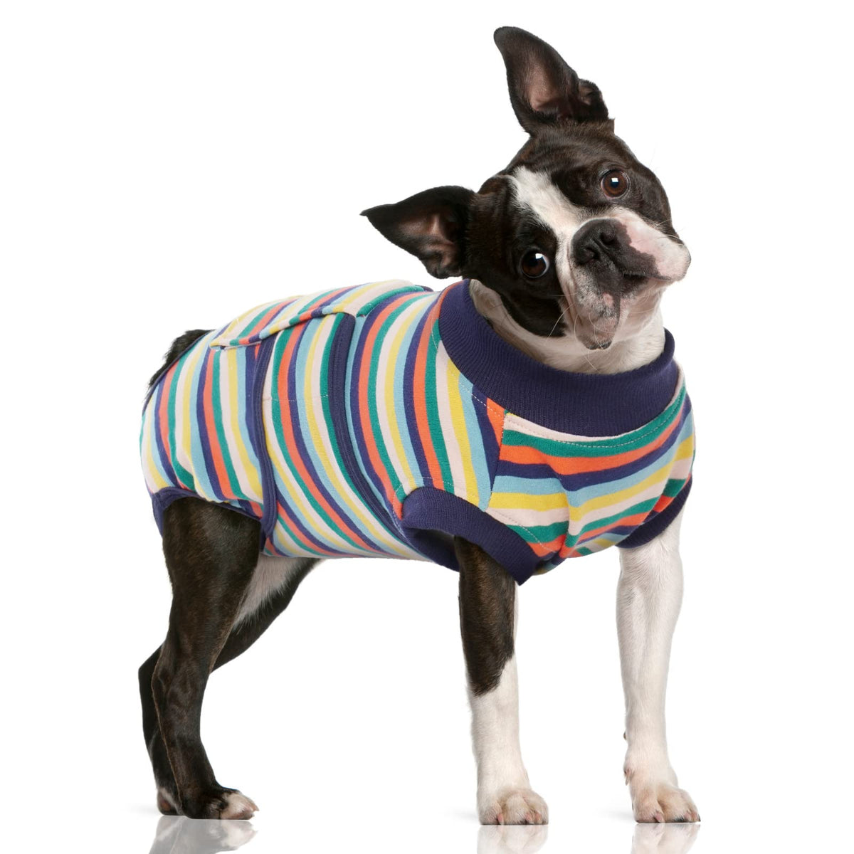 FUAMEY recovery suit on a dog after surgery, promoting comfortable recovery.